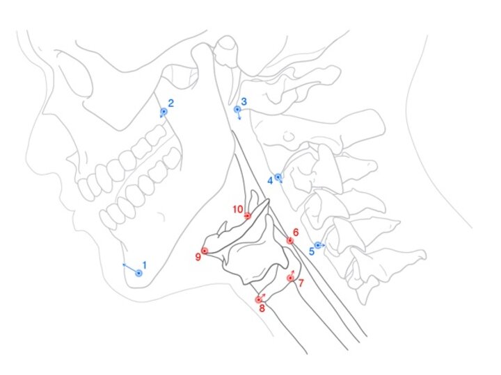 Anatomic Illustration of head and neck