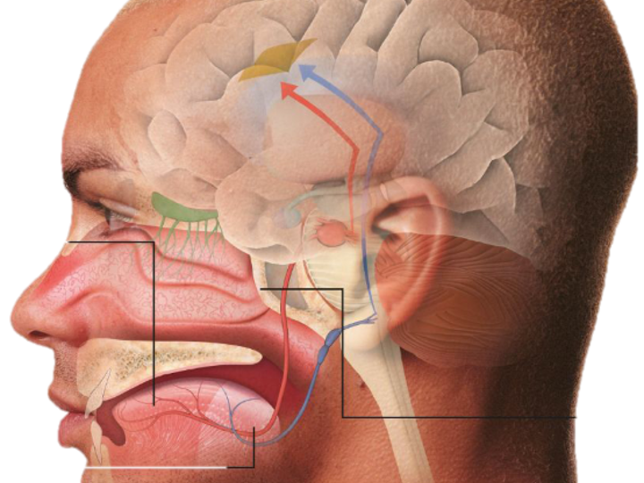 diagram of face and head things